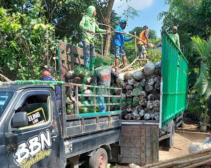 Jual Pohon Palm Agro Sejahtera