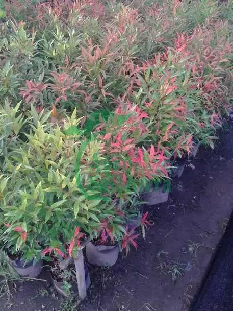 Jual Bibit Pucuk Merah Berkualitas