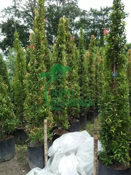 Jual Pohon Pucuk Merah Besar