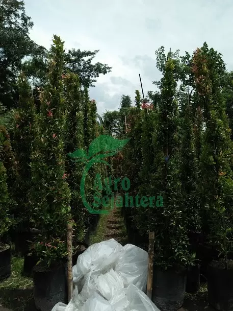 Jual Pucuk Merah 1 - 5 Meter
